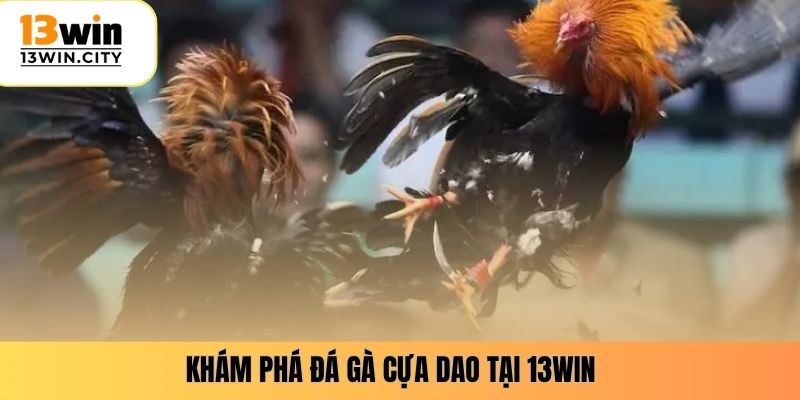 Khám phá đá gà cựa dao tại 13WIN