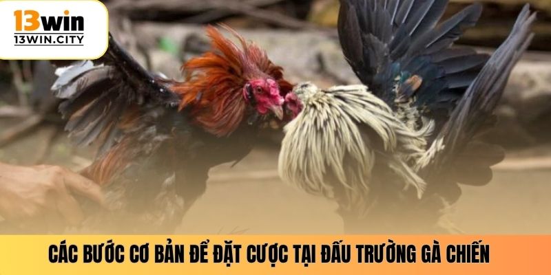 Các bước cơ bản để đặt cược tại đấu trường gà chiến
