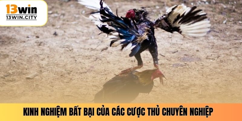 Kinh nghiệm bất bại của các cược thủ chuyên nghiệp