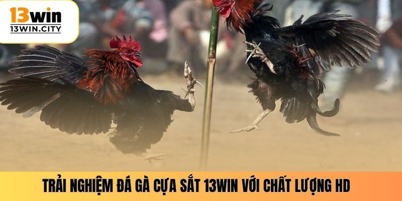 Trải nghiệm đá gà cựa sắt 13WIN với chất lượng HD