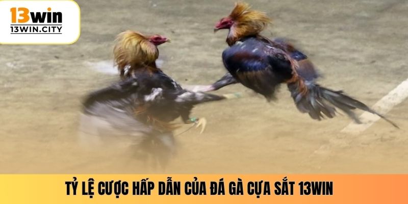 Tỷ lệ cược hấp dẫn của đá gà cựa sắt 13WIN