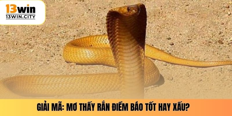 Giải mã: Mơ thấy rắn điềm báo tốt hay xấu?